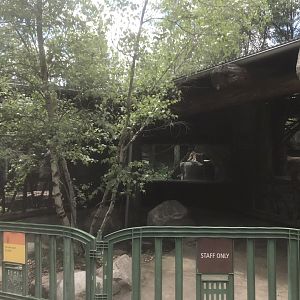 Russia’s Grizzly Coast - Amur Leopard