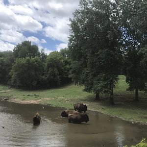 Northern Trail - American Plains Bison Exhibit