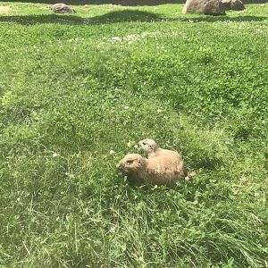 Black-Tailed-Prarie Dogs