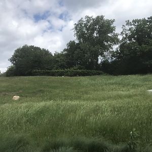 Northern Trail - Plains Pronghorn Exhibit
