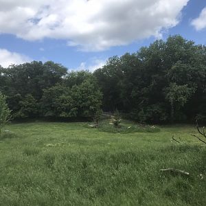 Northern Trail - Woodland Caribou Exhibit