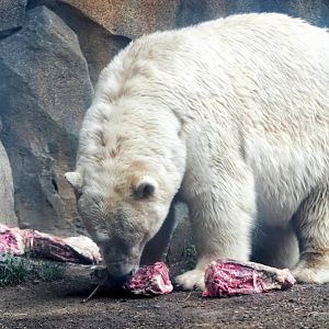 Jul. 2022 - Arctic Tundra - Polar Bear Feeding