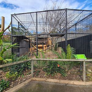 Adelaide Zoo old Leopard exhibit (it has been empty on/off for the last 10 years)