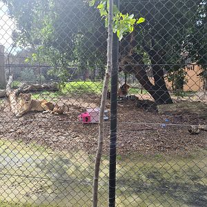 Lions Adelaide Zoo