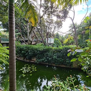 Gibbon exhibit Adelaide Zoo