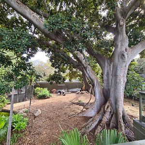 Malayan Tapir and Dusky Langur exhibit Adelaide Zoo