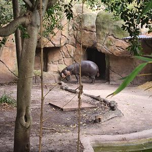 Obi the Pygmy Hippo