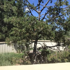 “North America” - Northern Raccoon Exhibit