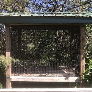 “North America” - Ring-Necked Dove Exhibit