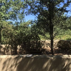 “North America” - Striped Skunk Exhibit