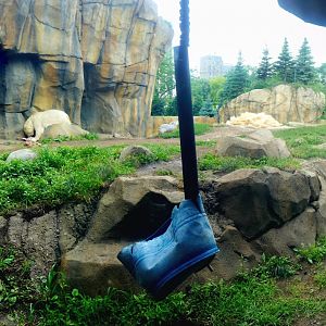 Jul. 2022 - Arctic Tundra - Polar Bear Exhibit (1 of 2)