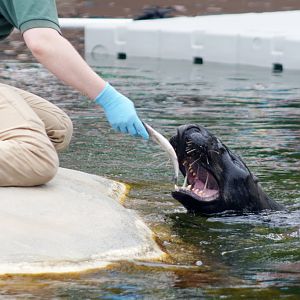 Jul. 2022 - Kovler Seal Pool - Grey Seal Feeding