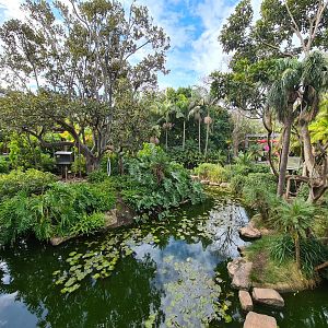 Siamang and Gibbon Islands Adelaide Zoo