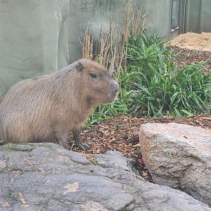Capybara Adelaide Zoo