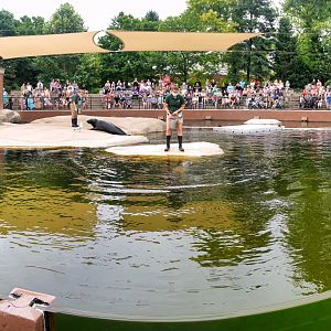 Jul. 2022 - Kovler Seal Pool Panorama