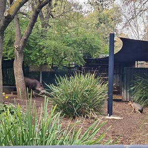 Mixed Mara and Brazilian Tapir exhibit