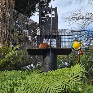 Golden lion Tamarin Runway