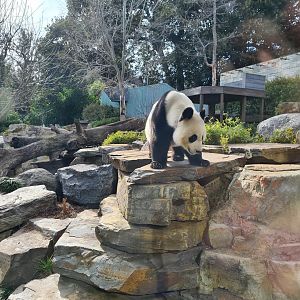 Giant Panda Wang Wang