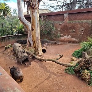 Southern Hairy nosed wombats