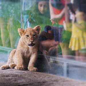 Jul. 2022 - Kovler Lion House - Pilipili