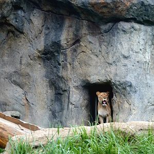 Jul. 2022 - Kovler Lion House - Lion Exhibit