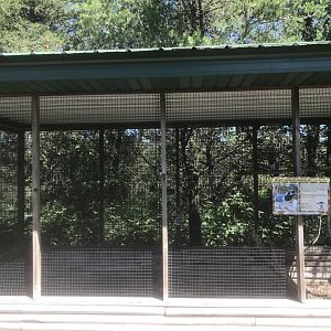 “North America” - Black-Throated Magpie Jay Exhibit