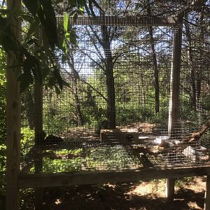 “North America” - Grey Squirrel Exhibit