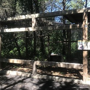 “North America” - Spectacled Owl Exhibit