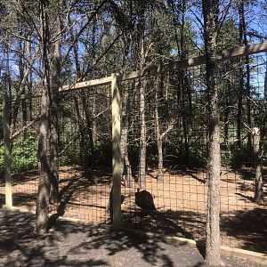 “North America” - Wild Turkey Exhibit