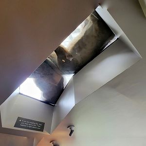 Jul. 2022 - Kovler Lion House - Lion Loop