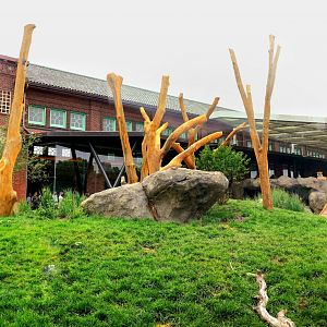 Jul. 2022 - Kovler Lion House - Lion Exhibit