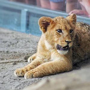 Jul. 2022 - Kovler Lion House - Pilipili