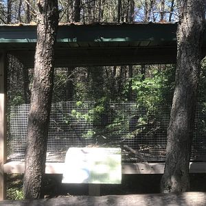 “North America” - African Grey Parrot Exhibit