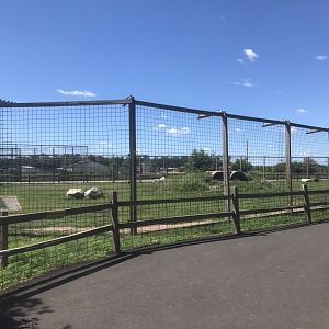 “North America” - Syrian(?) Brown Bear Exhibit