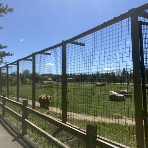 “North America” - Syrian(?) Brown Bear Exhibit