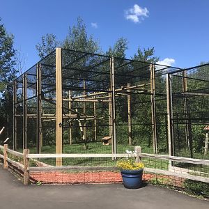 “North America” - New Geoffroy’s Spider Monkey Exhibit