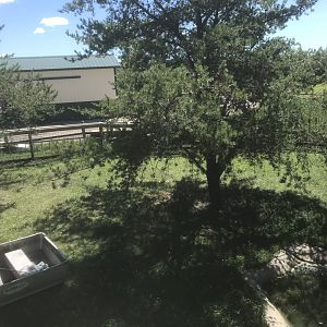 “North America” - American Aligator Exhibit