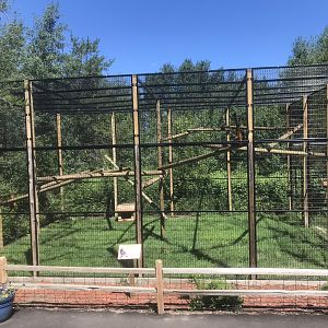 “North America” - New Geoffroy’s Spider Monkey Exhibit