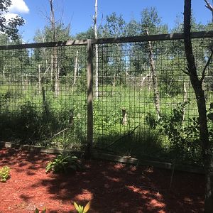“North America” Grey Wolf Exhibit