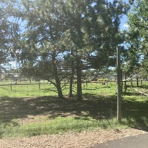 “North America” - White-Tailed Deer Exhibit