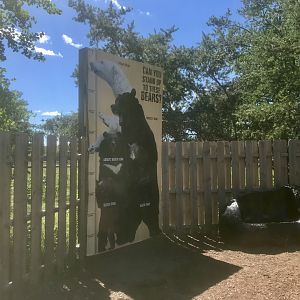 Bear Height Comparison