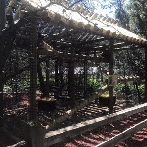 “North America” - New Common Squirrel Monkey Exhibit