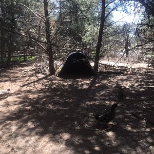 “North America” - Capybara/Whooper Swan/Domestic Mallard Exhibit