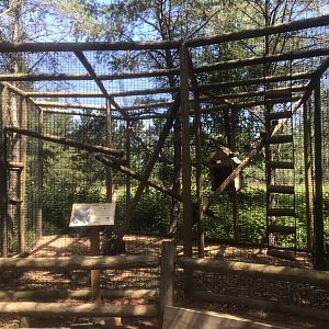 North America - Lesser Spot-Nosed Guenon Exhibit