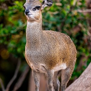 Klipspringer