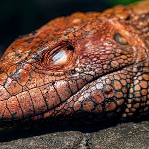 Caiman Lizard