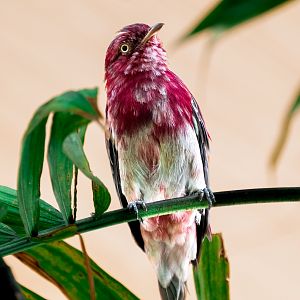 Pompadour Cotinga(male)