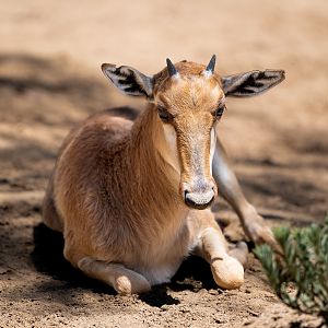 Bontebok fawn