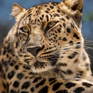 Amur Leopard
