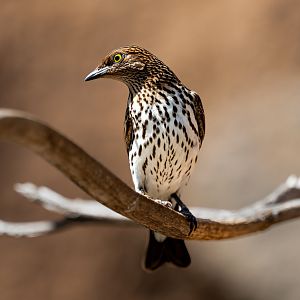 Violet Backed Starling(female)